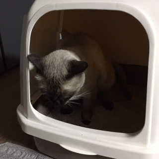 [펫토리아] BEST 한큐뚝딱 고양이 후드형 화장실 — 2.5점을 준 리뷰어가 2019년 1월 올린 사용 사진