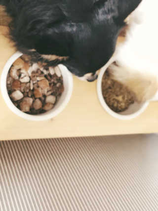 [펫토리아] 맛도 영양도 BEST 한끼뚝딱 강아지 사료 — 5점을 준 리뷰어가 2018년 12월 올린 사용 사진
