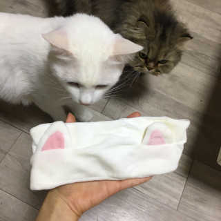 Honey Trap 허니트랩 로즈 퓨리파잉 클렌징 워터+고양이 머리띠 — 4점을 준 리뷰어가 2018년 5월 올린 사용 사진