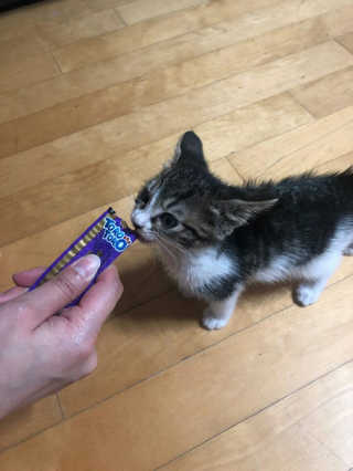 펫토리아 짜먹는 토로토로 고양이 파우치 간식 — 5점을 준 리뷰어가 2019년 6월 올린 사용 사진