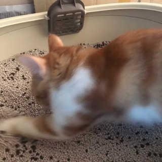 핸님님이 올린 리뷰 사진 2