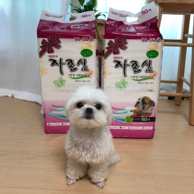 가성비 좋은 배변패드 50매 2묶음 리뷰 사진