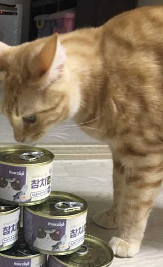 동원 참치킹 고양이 캔 12개입 — 5점을 준 리뷰어가 2018년 10월 올린 사용 사진