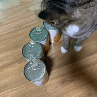 [펫토리아]배피 고양이,빌리강아지 대용량주식캔 — 4.5점을 준 리뷰어가 2019년 7월 올린 사용 사진