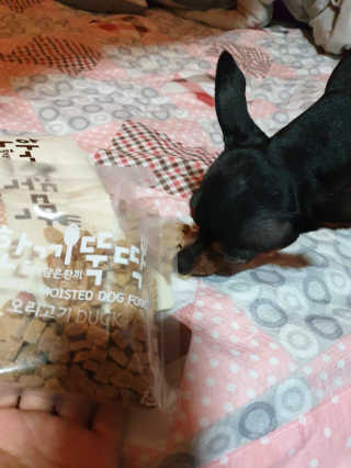 [펫토리아] 맛도 영양도 BEST 한끼뚝딱 강아지 사료 — 4.33점을 준 리뷰어가 2018년 12월 올린 사용 사진
