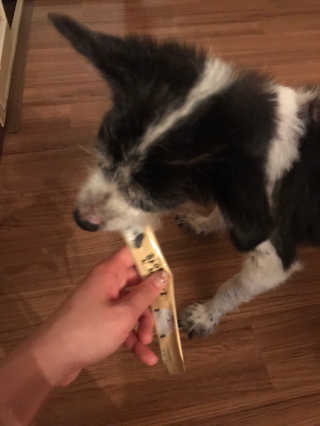 [펫토리아]짜먹는 한입뚝딱 강아지.고양이 마약간식 — 4.5점을 준 리뷰어가 2019년 8월 올린 사용 사진