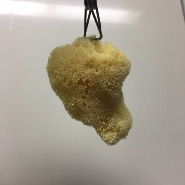 라그랑 세안용 뷰티해면 리뷰 사진