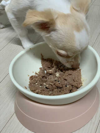 [펫토리아] BEST 한캔뚝딱 고양이 주식캔 — 5점을 준 리뷰어가 2019년 3월 올린 사용 사진