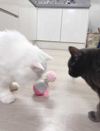 뿅아리님이 올린 리뷰 사진 3