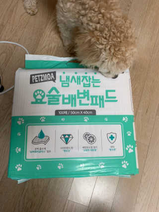 페츠모아 냄새잡는 요술배변패드 — 5점을 준 리뷰어가 2020년 3월 올린 사용 사진