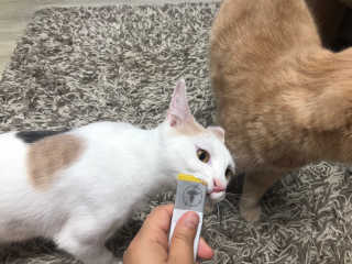 붉은여우달꼬리님이 올린 리뷰 사진 2