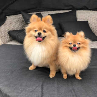 [펫토리아] 토로토로 하치  강아지 파우치간식 — 5점을 준 리뷰어가 2019년 6월 올린 사용 사진