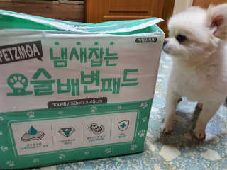 페츠모아 냄새잡는 요술배변패드 — 5점을 준 리뷰어가 2020년 3월 올린 사용 사진