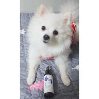 강아지스토리 포인원 모이스처 미스트 100ml — 5점을 준 리뷰어가 2018년 11월 올린 사용 사진