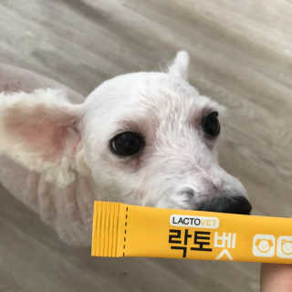 유산균하우스 [프로바이오닉]락토벳 — 3.5점을 준 리뷰어가 2019년 2월 올린 사용 사진