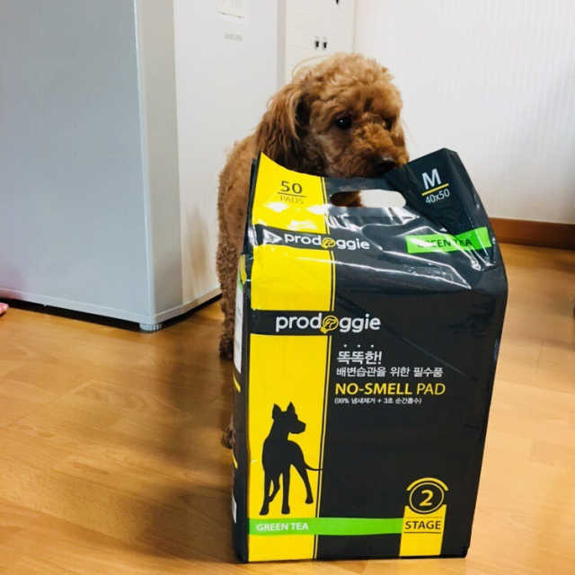 프로도기 노스멜패드 리뷰 사진