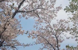 분홍코끼리 하이엔드 키높이 운동화 — 3점을 준 리뷰어가 2019년 4월 올린 사용 사진