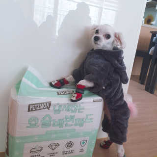페츠모아 냄새잡는 요술배변패드 — 5점을 준 리뷰어가 2020년 3월 올린 사용 사진