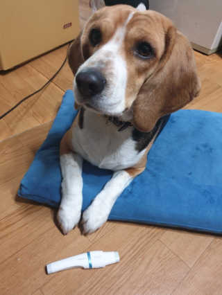 beaglelove님이 올린 리뷰 사진 3