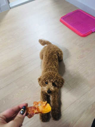[펫토리아] 뚝딱뚝딱 400g 강아지 간식 베스트5종 — 5점을 준 리뷰어가 2019년 1월 올린 사용 사진