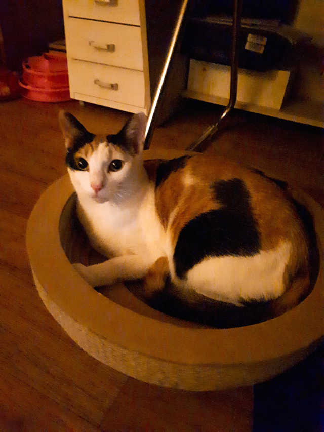[펫토리아] 한발뚝딱 고양이 스크래쳐 BEST상품 리뷰 사진