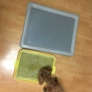 펫토리아 한판뚝딱 토일렛 초대형 강아지 배변판+한장뚝딱 66매 — 5점을 준 리뷰어가 2018년 9월 올린 사용 사진