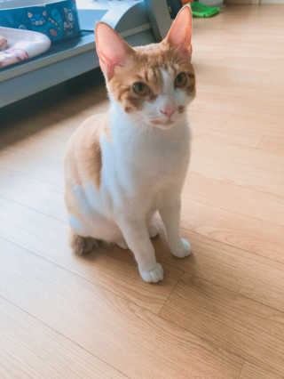 이화식초 미담은 이화 드림초 허니 — 5점을 준 리뷰어가 2019년 8월 올린 사용 사진