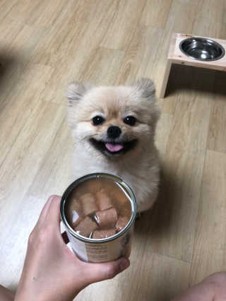 [펫토리아]배피 고양이,빌리강아지 대용량주식캔 — 5점을 준 리뷰어가 2019년 7월 올린 사용 사진