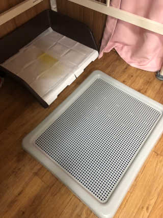 [펫토리아] 한판뚝딱 강아지 배변판 실속형,초대형 — 5점을 준 리뷰어가 2019년 5월 올린 사용 사진