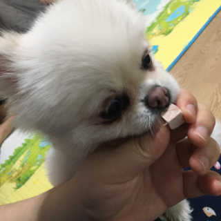 펫츠플레이트 동결건조간식 기호성 테스트 8종 — 5점을 준 리뷰어가 2018년 5월 올린 사용 사진