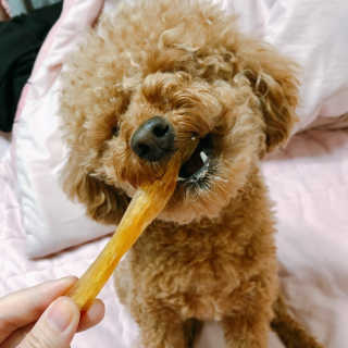 [펫토리아] 한입뚝딱 강아지 수제간식 BEST 5종 — 5점을 준 리뷰어가 2019년 2월 올린 사용 사진