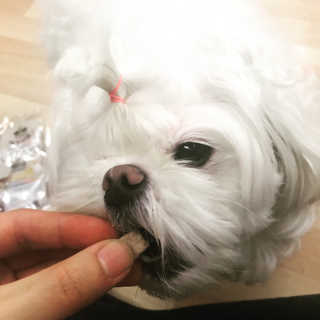 펫츠플레이트 동결건조간식 기호성 테스트 8종 — 4.83점을 준 리뷰어가 2018년 5월 올린 사용 사진