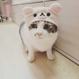 집사는임보중님이 올린 리뷰 사진 3