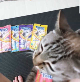 펫토리아 짜먹는 토로토로 고양이 파우치 간식 — 5점을 준 리뷰어가 2019년 6월 올린 사용 사진