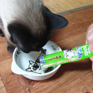 펫토리아 짜먹는 토로토로 고양이 파우치 간식 — 5점을 준 리뷰어가 2019년 6월 올린 사용 사진