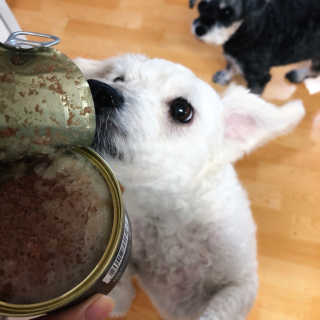 펫토리아 한캔뚝딱 best 강아지캔,고양이주식캔 — 5점을 준 리뷰어가 2019년 6월 올린 사용 사진