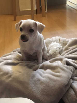 [펫토리아] 맛도 영양도 BEST 한끼뚝딱 강아지 사료 — 4.5점을 준 리뷰어가 2018년 12월 올린 사용 사진