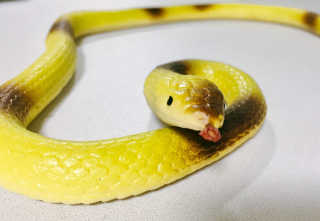 망고님이 올린 리뷰 사진 1