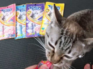 펫토리아 짜먹는 토로토로 고양이 파우치 간식 — 5점을 준 리뷰어가 2019년 6월 올린 사용 사진