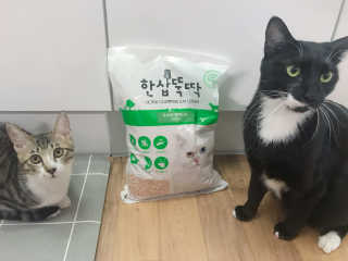 [펫토리아] BEST 고양이두부모래 6L 한삽뚝딱 — 5점을 준 리뷰어가 2019년 1월 올린 사용 사진