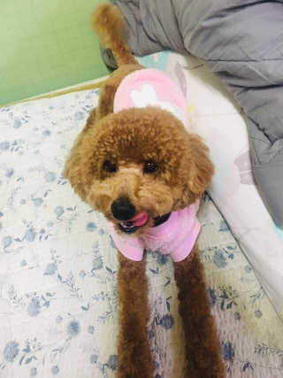 푸디웜 주식회사 [푸디웜] 강아지 저알러지 수제간식 3종세트 — 5점을 준 리뷰어가 2018년 11월 올린 사용 사진