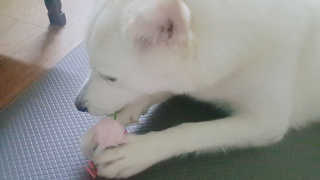 딸랑구둘🥰님이 올린 리뷰 사진 2