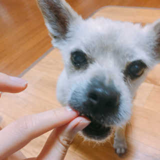 펫츠플레이트 동결건조간식 기호성 테스트 8종 — 4.5점을 준 리뷰어가 2018년 5월 올린 사용 사진