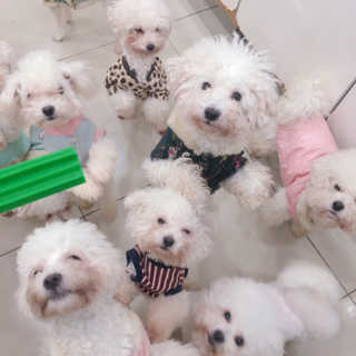 [펫토리아] BEST 한입뚝딱 실속형 강아지 덴탈껌 — 5점을 준 리뷰어가 2019년 2월 올린 사용 사진