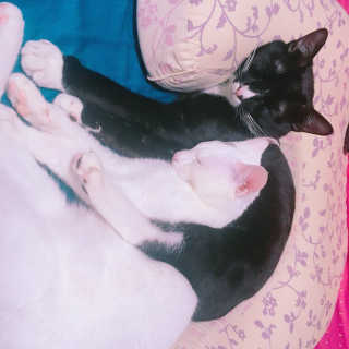 [펫토리아]토로토로 고양이 주식캔 — 5점을 준 리뷰어가 2019년 8월 올린 사용 사진