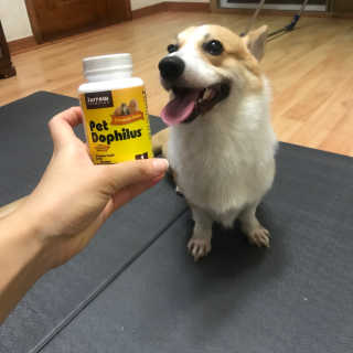 재로우 제로우 펫 도필러스 반려동물 유산균 영양제 70.5g — 5점을 준 리뷰어가 2018년 8월 올린 사용 사진