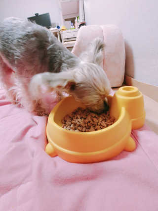 [펫토리아] 맛도 영양도 BEST 한끼뚝딱 강아지 사료 — 5점을 준 리뷰어가 2019년 4월 올린 사용 사진