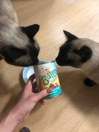 [펫토리아]배피 고양이,빌리강아지 대용량주식캔 — 2.5점을 준 리뷰어가 2019년 7월 올린 사용 사진