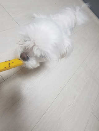 [브루클린펫코] 프리미엄 강아지 수제 쿠키 2종 SET — 4점을 준 리뷰어가 2020년 3월 올린 사용 사진