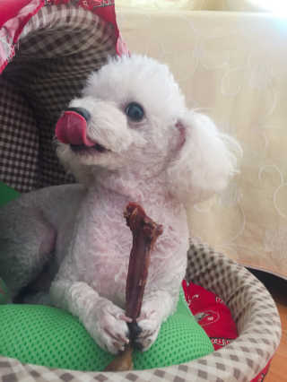 [펫토리아] 한입뚝딱 강아지 수제간식 BEST 5종 — 4점을 준 리뷰어가 2019년 2월 올린 사용 사진